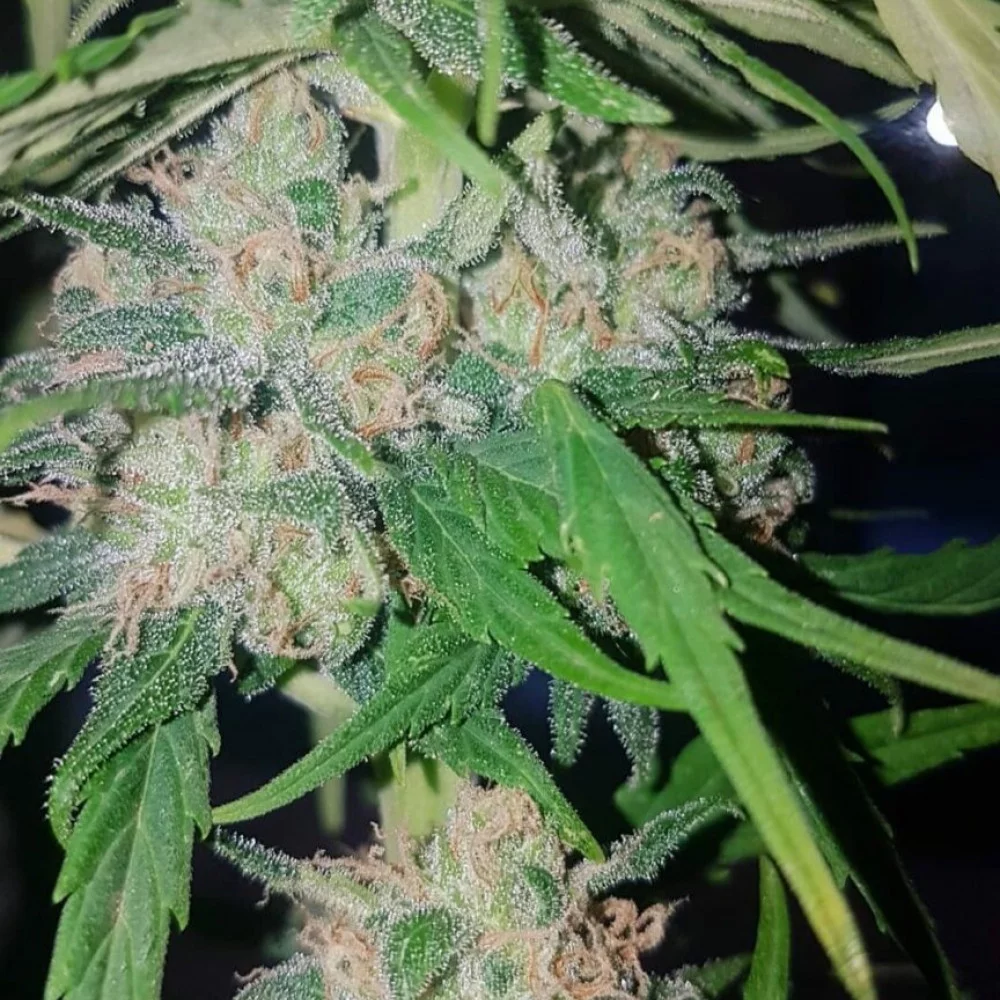 Сорт насіння канабісу Mikromachine Auto від Kannabia Seeds