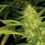 Сорт семян каннабиса Sour Diesel Feminised Gold