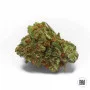 Cannabis seeds SOUR DIESEL from Bulk Seed Bank