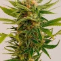 Сорт насіння канабісу Sour Diesel Feminised Silver Сорт насіння канабісу Sour Diesel Feminised Silver