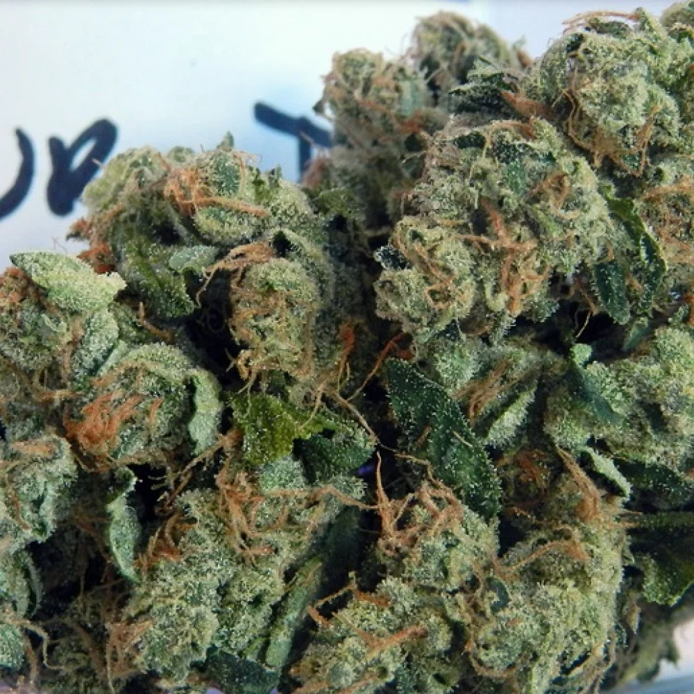 Сорт насіння канабісу Sour Diesel Feminised Silver Сорт насіння канабісу Sour Diesel Feminised Silver