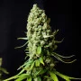 Cannabis seed variety Early Skunk Feminised Gold