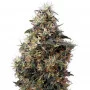 Cannabis seed variety Auto Mango Feminised Silver