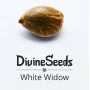Cannabis seed variety White Widow