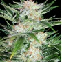 Cannabis seed variety White Widow