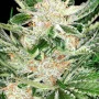 Cannabis seed variety White Widow