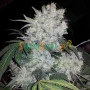 Сорт насіння канабісу White Widow Feminised Silver