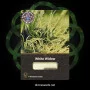 Cannabis seed variety White Widow