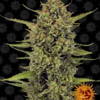 ACAPULCO GOLD