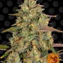 Cannabis seeds AMNESIA LEMON from Barney's Farm