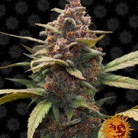 AYAHUASCA PURPLE