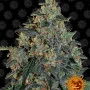 Семена конопли BLUEBERRY OG от Barney's Farm