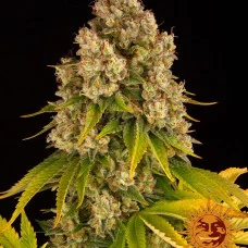 CHEESE AUTO