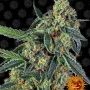 Насіння конопель COOKIES KUSH від Barney's Farm
