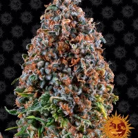 CRITICAL KUSH