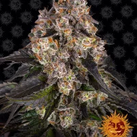 GIRL SCOUT COOKIES