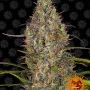 Насіння конопель GLUE GELATO AUTO від Barney's Farm