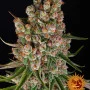 Cannabis seeds GMO AUTO from Barney's Farm