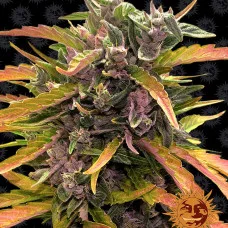 GORILLA GLUE AUTO