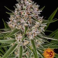 LEMON HAZE AUTO