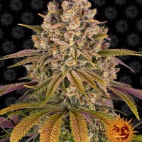 LEMON TREE