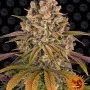 Cannabis seeds LEMON TREE from Barney's Farm