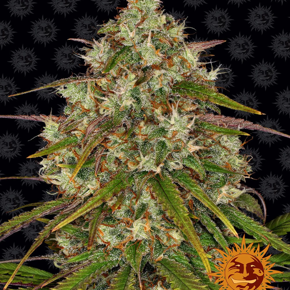 Семена конопли LIBERTY HAZE от Barney's Farm Семена конопли LIBERTY HAZE от Barney's Farm