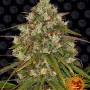 Семена конопли LIBERTY HAZE от Barney's Farm Семена конопли LIBERTY HAZE от Barney's Farm