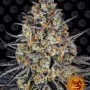 Насіння конопель LSD від Barney's Farm