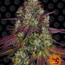 MIMOSA EVO