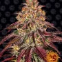 Cannabis seeds MIMOSA X ORANGE PUNCH AUTO from Barney's Farm
