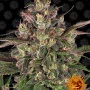Семена конопли PEYOTE CRITICAL от Barney's Farm