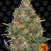 PINEAPPLE EXPRESS AUTO