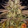 Семена конопли PINEAPPLE EXPRESS от Barney's Farm