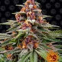 Насіння конопель RUNTZ AUTO від Barney's Farm