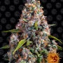 Семена конопли STRAWBERRY CHEESECAKE AUTO от Barney's Farm
