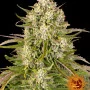Насіння конопель WEDDING CAKE AUTO від Barney's Farm