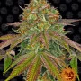 Семена конопли WEDDING CAKE от Barney's Farm