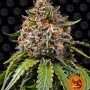Семена конопли WHITE WIDOW XXL от Barney's Farm