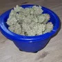 Cannabis seeds Z-Up Auto™ from Fast Buds