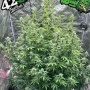 Семена конопли Original AUTO BIG BUD от Fast Buds