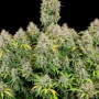 Семена конопли Original AUTO CINDERELLA от Fast Buds