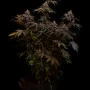 Семена конопли LEMON CHERRY RUNTZ ™ от Fast Buds