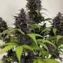 Насіння конопель PURPLE HAZE Auto™ від Fast Buds