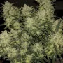 Насіння конопель Original AUTO CHEMDAWG від Fast Buds