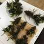 Cannabis seeds TROPICANA Cookies Auto from Fast Buds