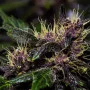 Cannabis seeds CRYSTAL METH Auto from Fast Buds