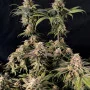 Насіння конопель RAINBOW MELON ™ від Fast Buds