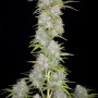 Семена конопли ORANGE SHERBET Auto от Fast Buds