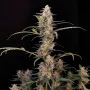 Насіння конопель Original CRITICAL Auto від Fast Buds